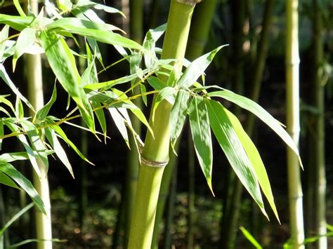 竹 樹木|竹は木なのか、草なのか。